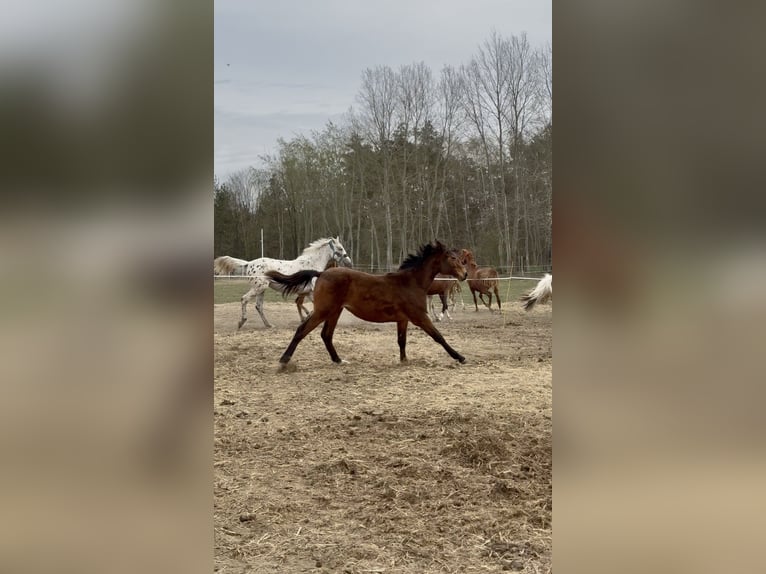 KWPN Merrie 1 Jaar 170 cm Donkerbruin in Warszawa