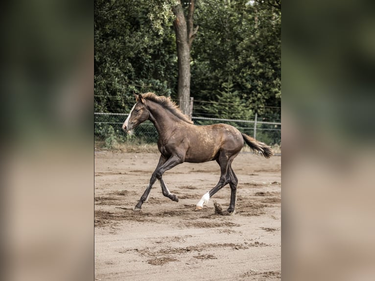 KWPN Merrie 1 Jaar 170 cm Donkere-vos in Maasbree