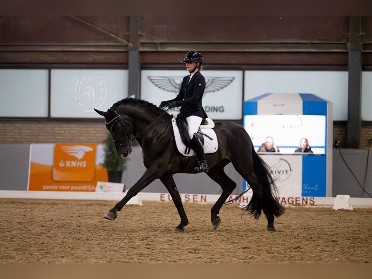 KWPN Merrie 1 Jaar 170 cm Donkere-vos in Maasbree