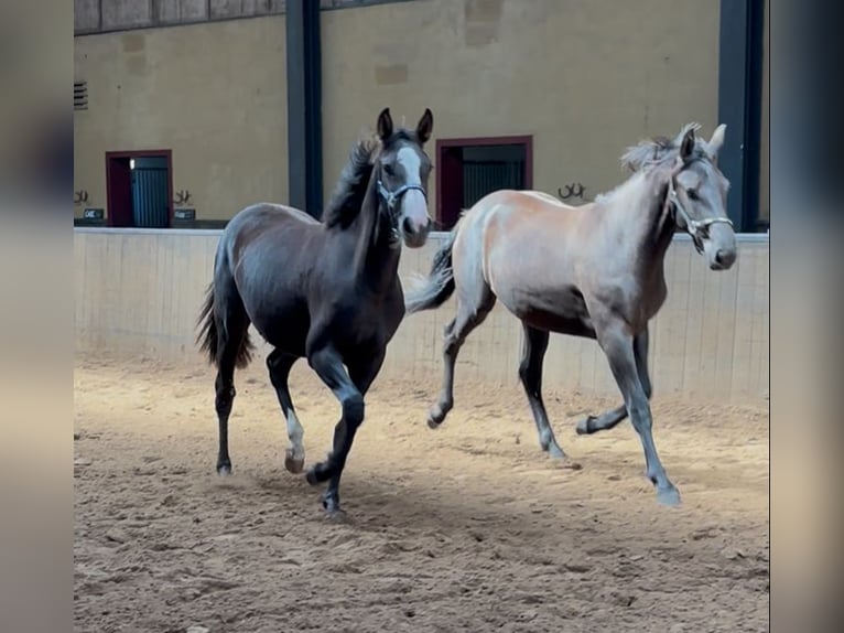 KWPN Merrie 1 Jaar 170 cm Donkere-vos in Maasbree