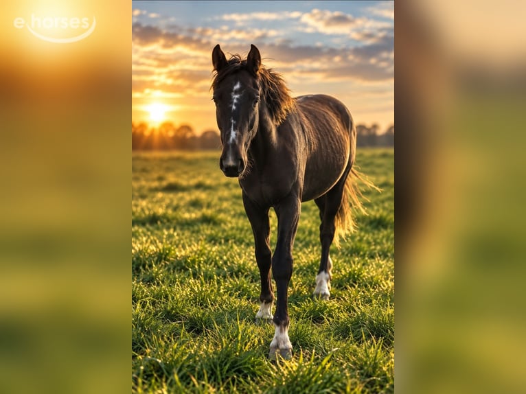 KWPN Merrie 1 Jaar 170 cm Donkere-vos in Grootebroek