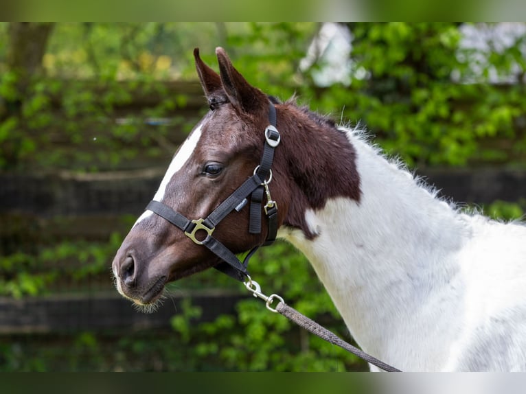 KWPN Merrie 1 Jaar 170 cm Gevlekt-paard in Ede