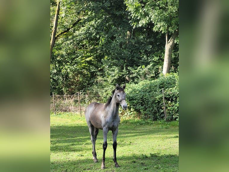 KWPN Merrie 1 Jaar 170 cm Schimmel in Swifterbant