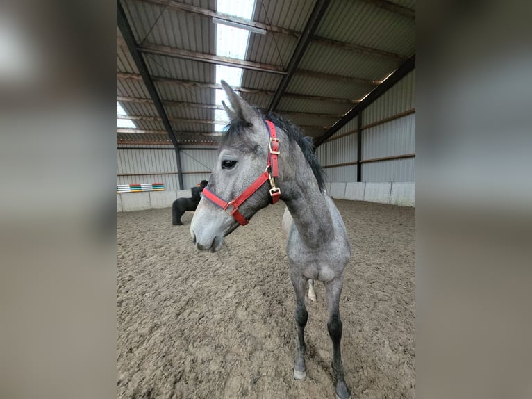 KWPN Merrie 1 Jaar 170 cm Schimmel in Swifterbant