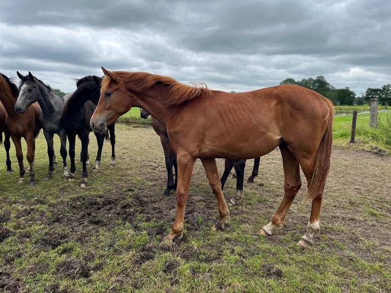 KWPN Merrie 1 Jaar 170 cm Vos in Oostwold