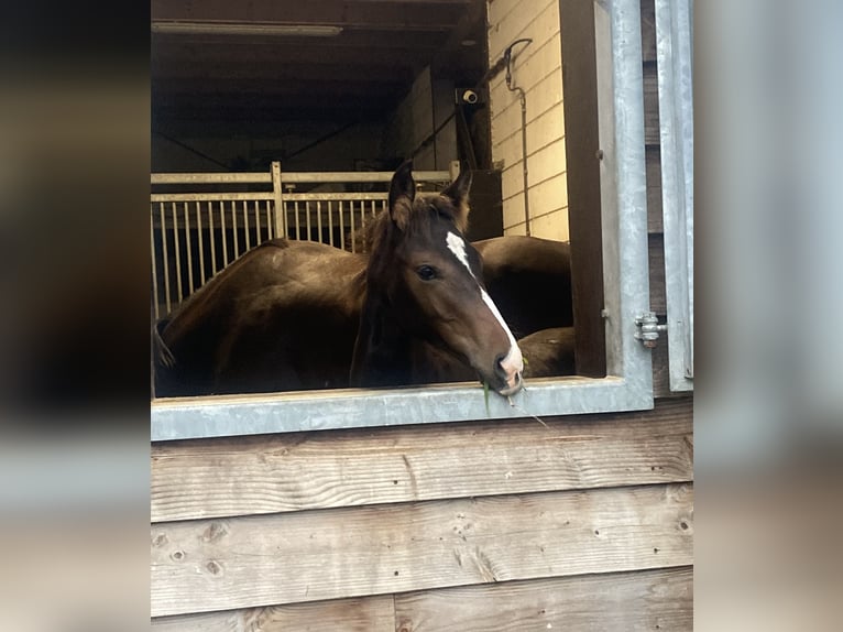 KWPN Merrie 1 Jaar Bruin in Berlicum