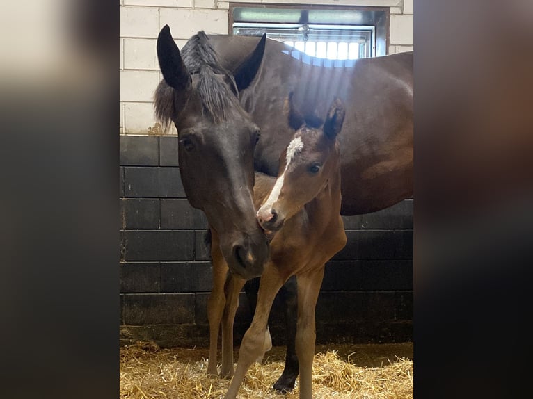 KWPN Merrie 1 Jaar Bruin in Berlicum