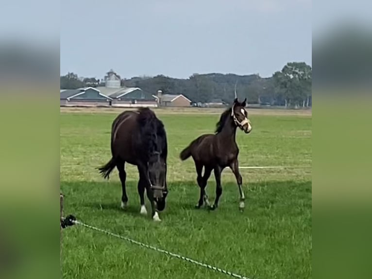 KWPN Merrie 1 Jaar Bruin in Berlicum