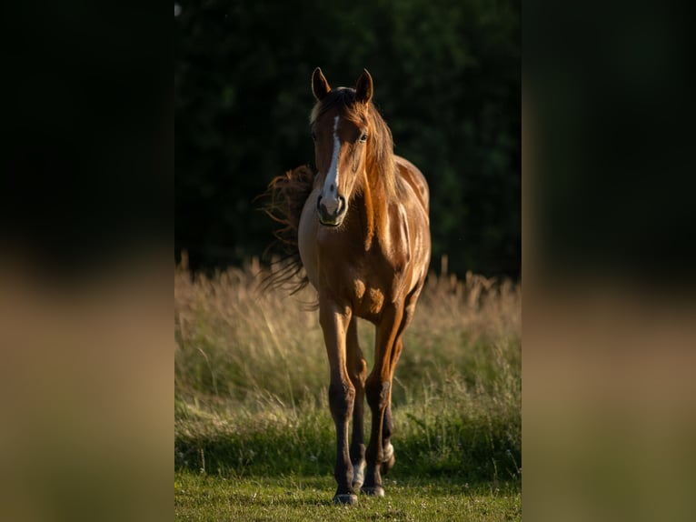 KWPN Merrie 1 Jaar Bruin in Zieuwent