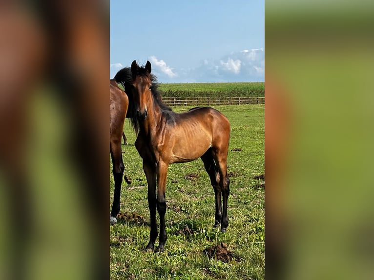 KWPN Merrie 1 Jaar Bruin in Swifterbant