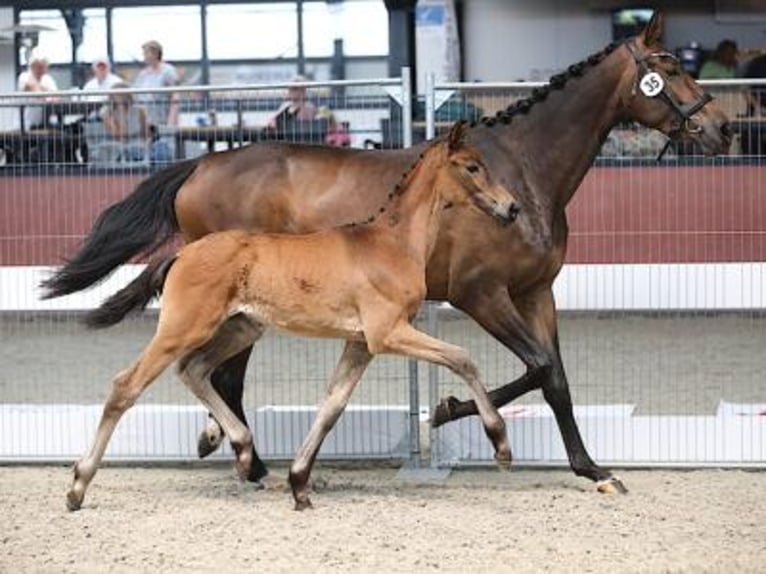 KWPN Merrie 1 Jaar Bruin in Swifterbant