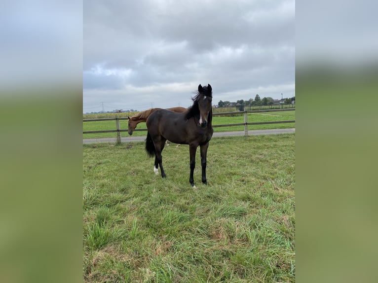 KWPN Merrie 1 Jaar Donkerbruin in Mijnsheerenland