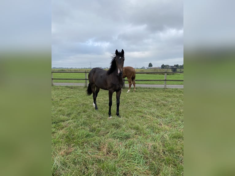 KWPN Merrie 1 Jaar Donkerbruin in Mijnsheerenland