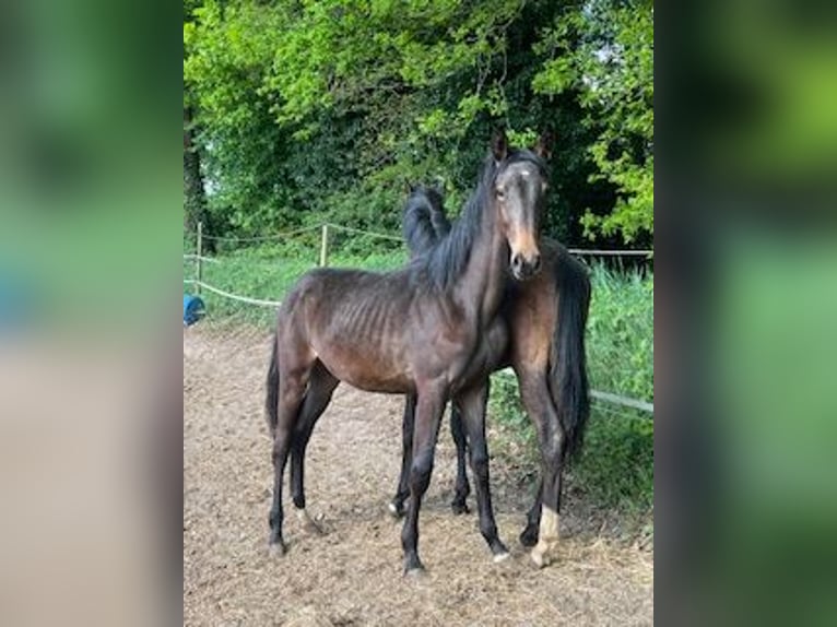 KWPN Merrie 1 Jaar Donkerbruin in Odoorn