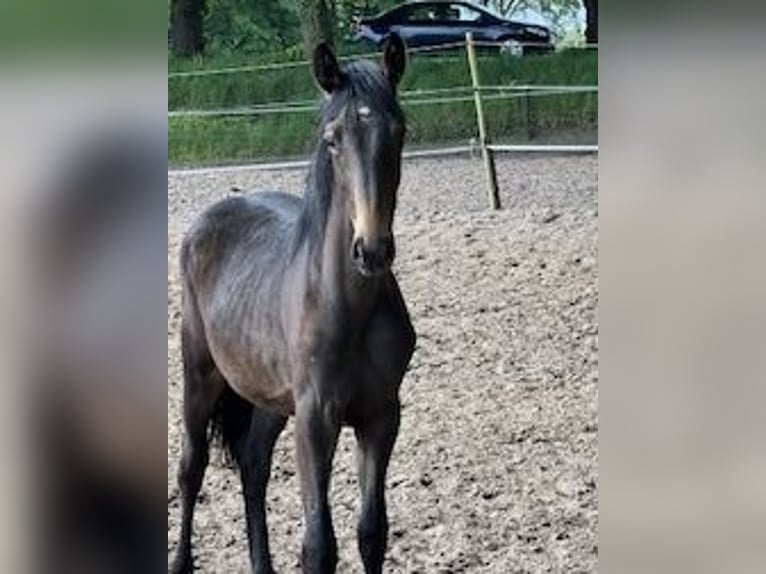 KWPN Merrie 1 Jaar Donkerbruin in Odoorn