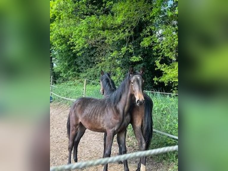 KWPN Merrie 1 Jaar Donkerbruin in Odoorn