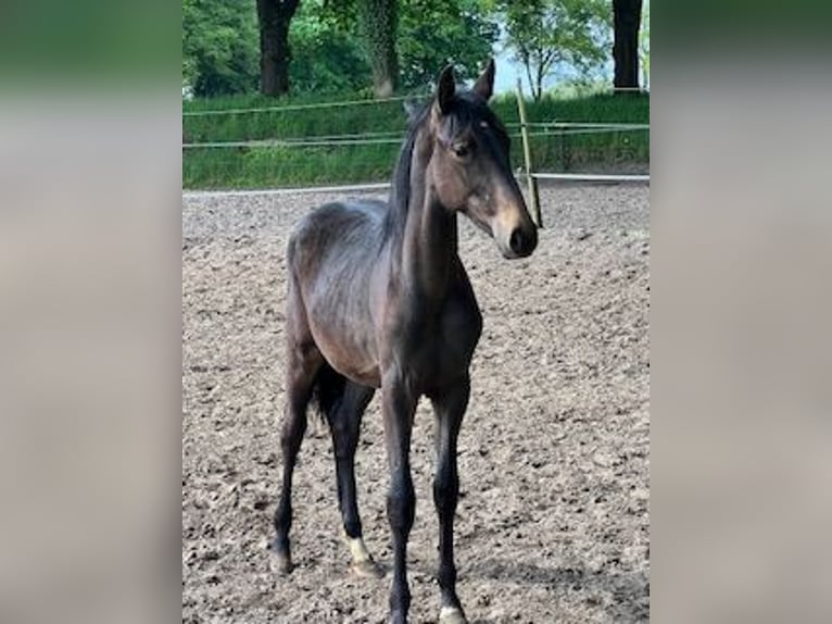 KWPN Merrie 1 Jaar Donkerbruin in Odoorn