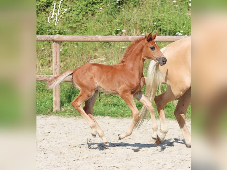 KWPN Merrie 1 Jaar Donkere-vos in Marly-sous-Issy