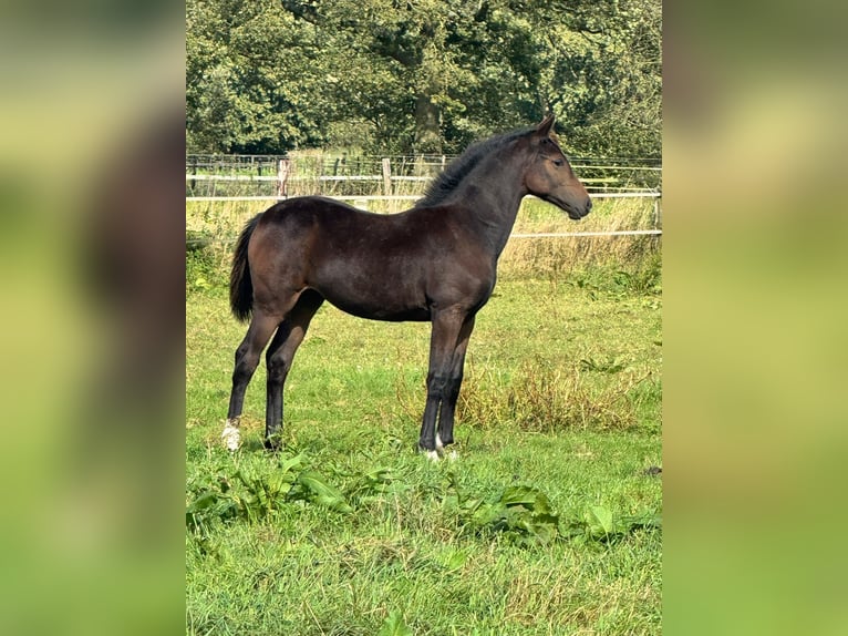 KWPN Merrie 1 Jaar in Horst