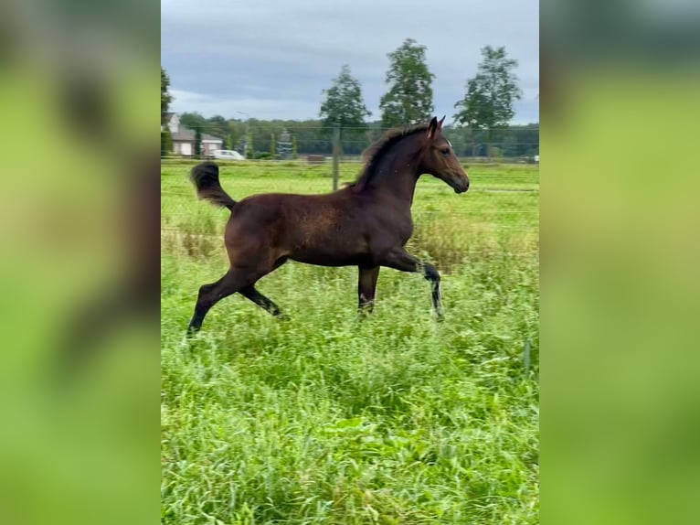 KWPN Merrie 1 Jaar in Horst