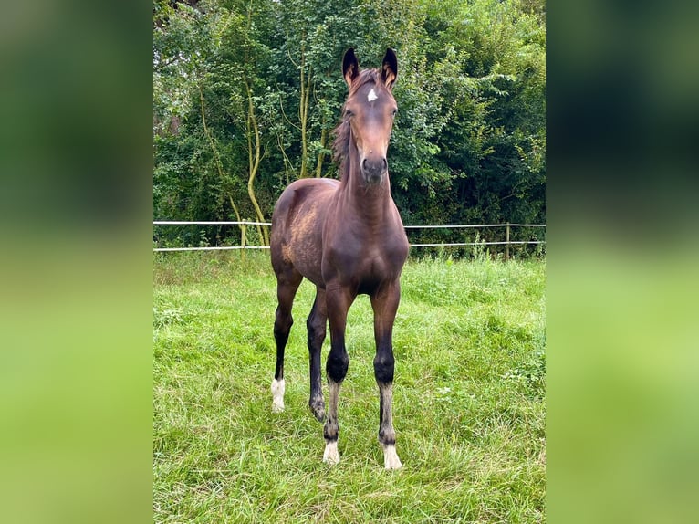 KWPN Merrie 1 Jaar in Horst