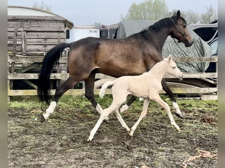 KWPN Merrie 1 Jaar Palomino in Barneveld