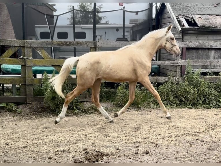 KWPN Merrie 1 Jaar Palomino in Barneveld