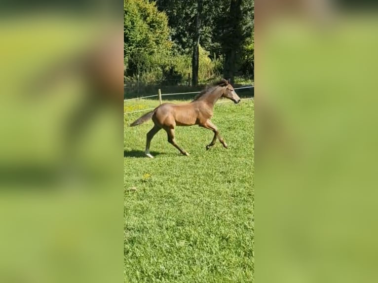 KWPN Merrie 1 Jaar Schimmel in Emlichheim