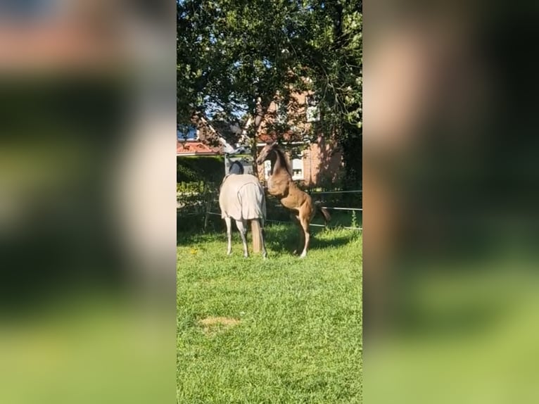 KWPN Merrie 1 Jaar Schimmel in Emlichheim