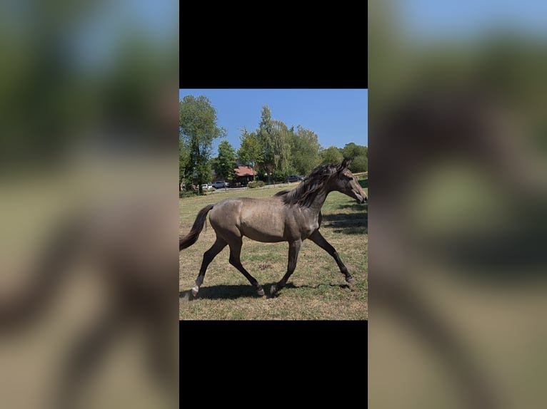 KWPN Merrie 1 Jaar Schimmel in Emlichheim
