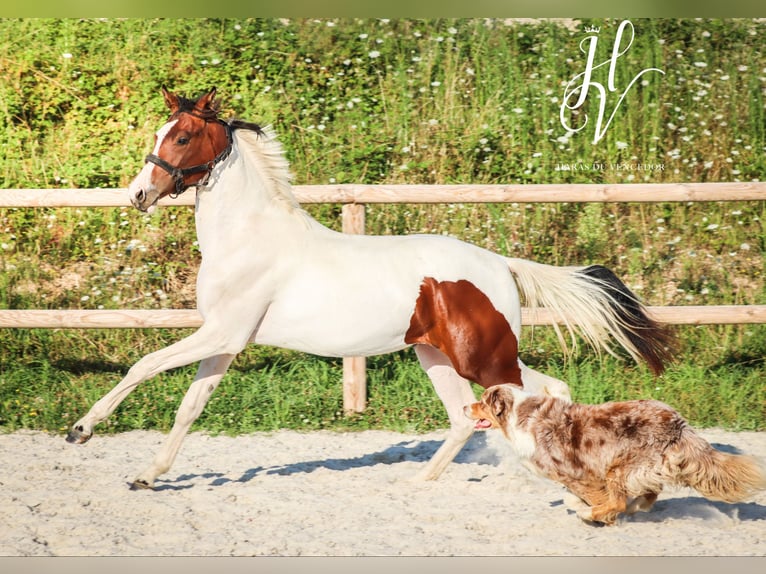 KWPN Merrie 1 Jaar Tobiano-alle-kleuren in Grury