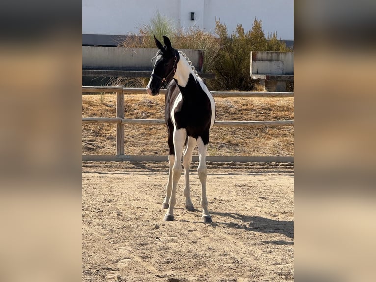 KWPN Merrie 1 Jaar Tobiano-alle-kleuren in Talavera De La Reina