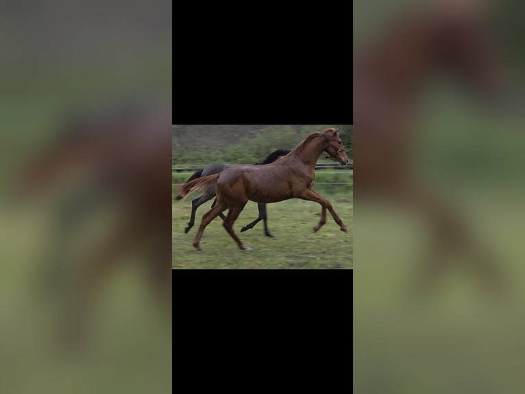 KWPN Merrie 1 Jaar Vos in Emlichheim