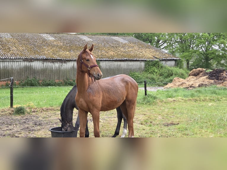 KWPN Merrie 1 Jaar Vos in Emlichheim