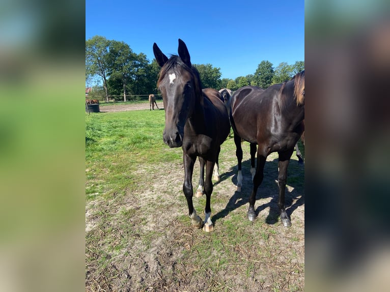 KWPN Merrie 1 Jaar Zwart in Geesteren