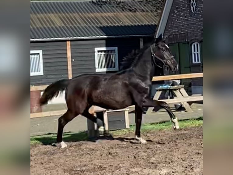 KWPN Merrie 1 Jaar Zwart in Geesteren