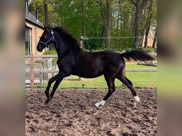 KWPN Merrie 1 Jaar Zwart in Geesteren