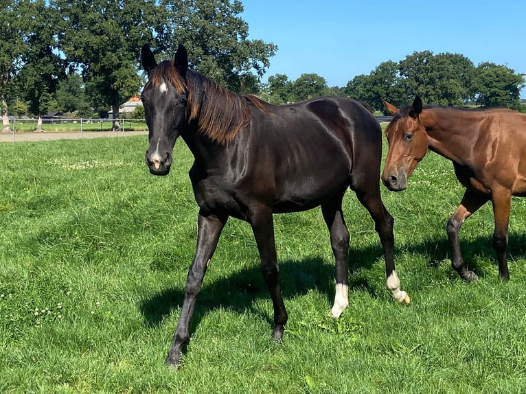 KWPN Merrie 1 Jaar Zwart in Geesteren