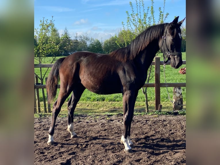 KWPN Merrie 1 Jaar Zwart in Geesteren