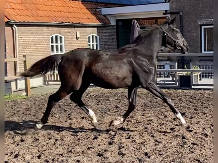 KWPN Merrie 1 Jaar Zwart in Geesteren