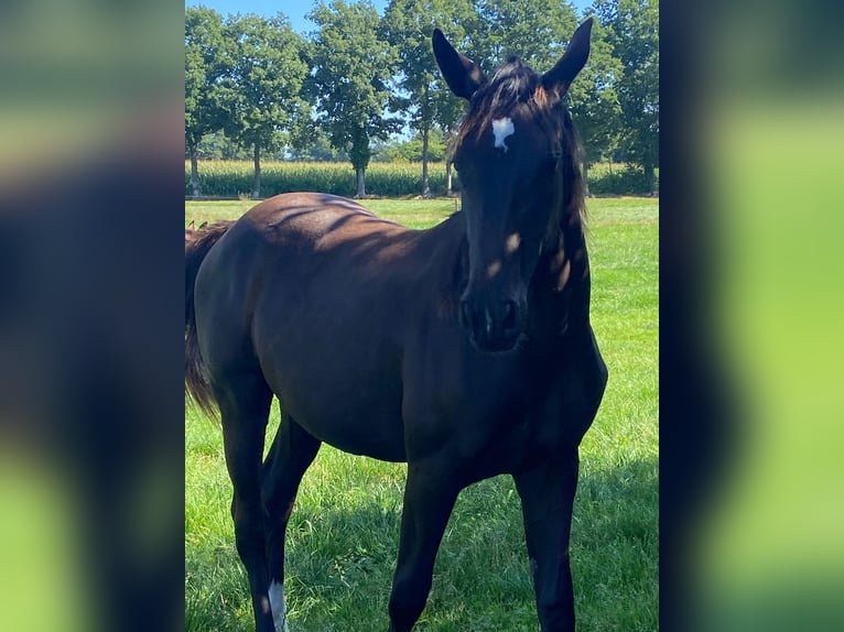 KWPN Merrie 1 Jaar Zwart in Geesteren