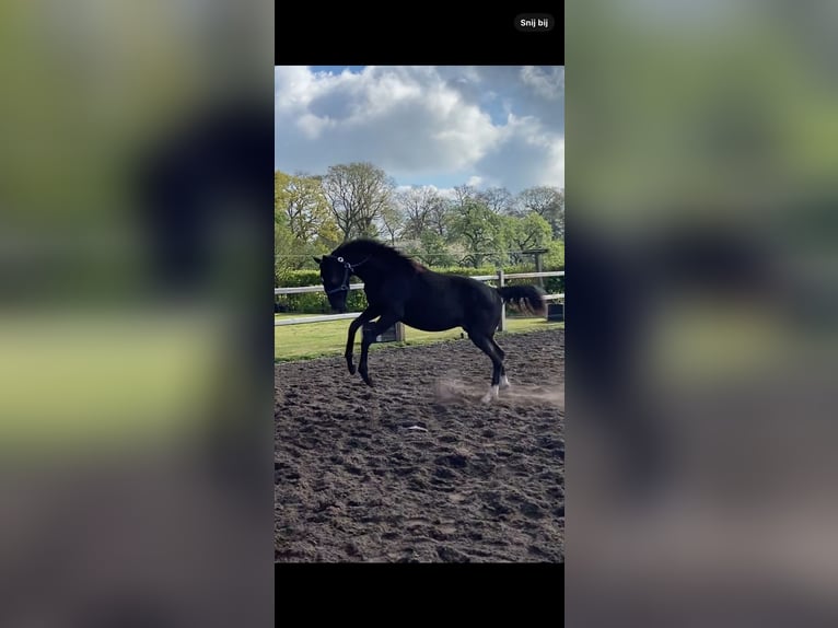 KWPN Merrie 1 Jaar Zwart in Geesteren