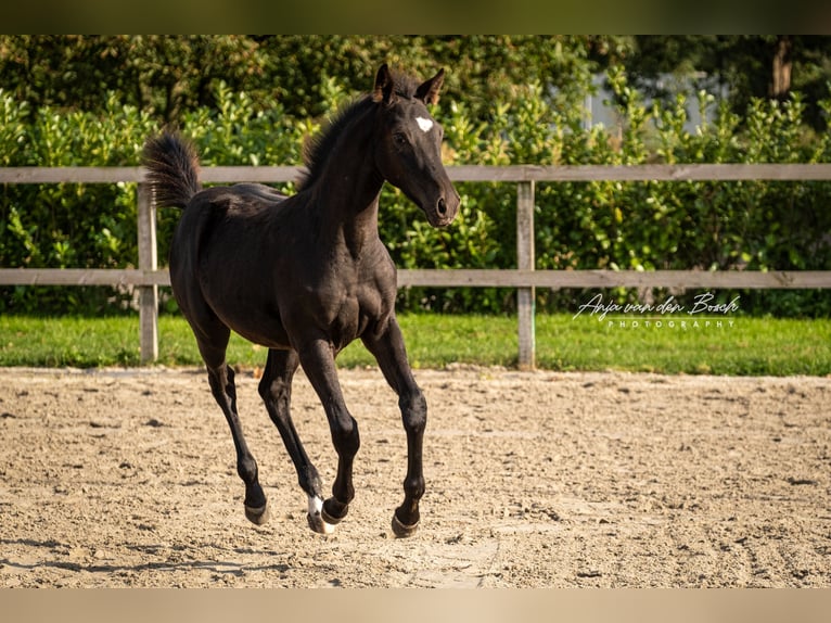 KWPN Merrie 1 Jaar Zwart in Overloon