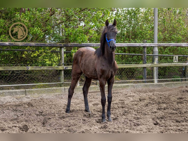 KWPN Merrie 1 Jaar Zwartbruin in Lith