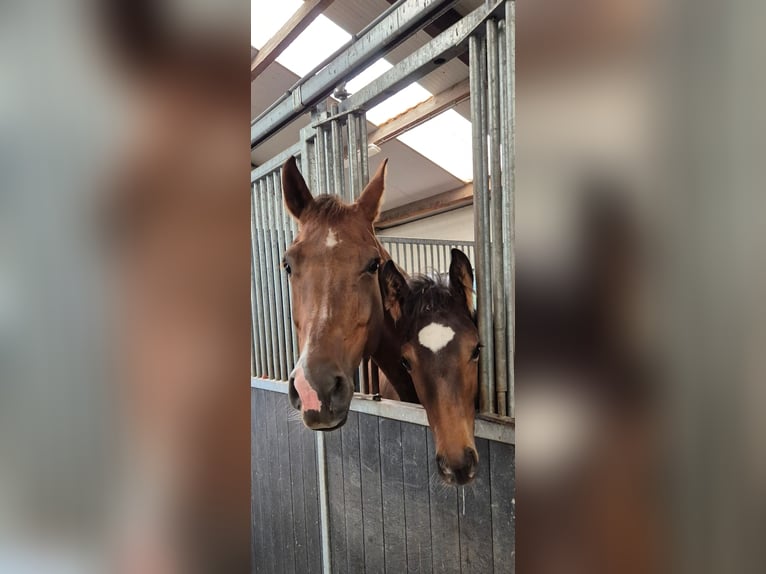 KWPN Merrie 1 Jaar Zwartbruin in Veghel