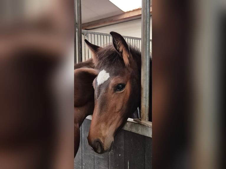 KWPN Merrie 1 Jaar Zwartbruin in Veghel