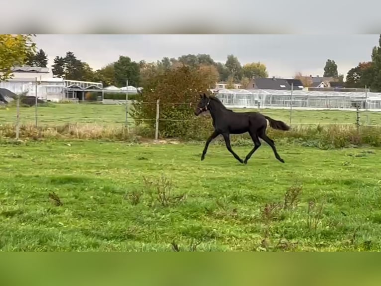 KWPN Merrie 1 Jaar Zwartbruin in Wommelgem