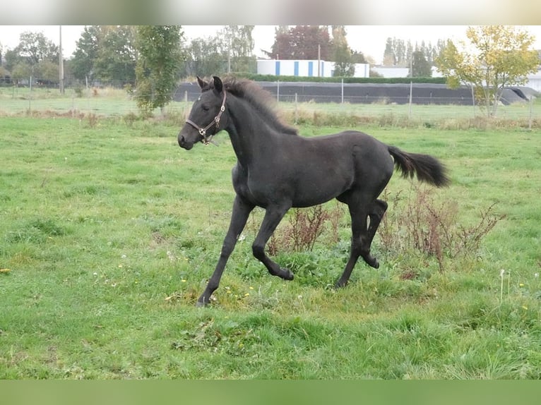 KWPN Merrie 1 Jaar Zwartbruin in Wommelgem