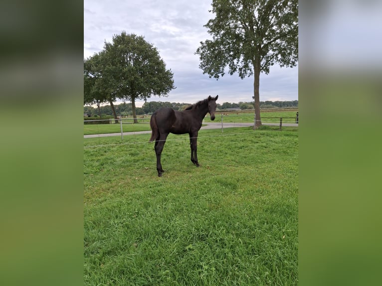 KWPN Merrie 1 Jaar Zwartbruin in Dalfsen