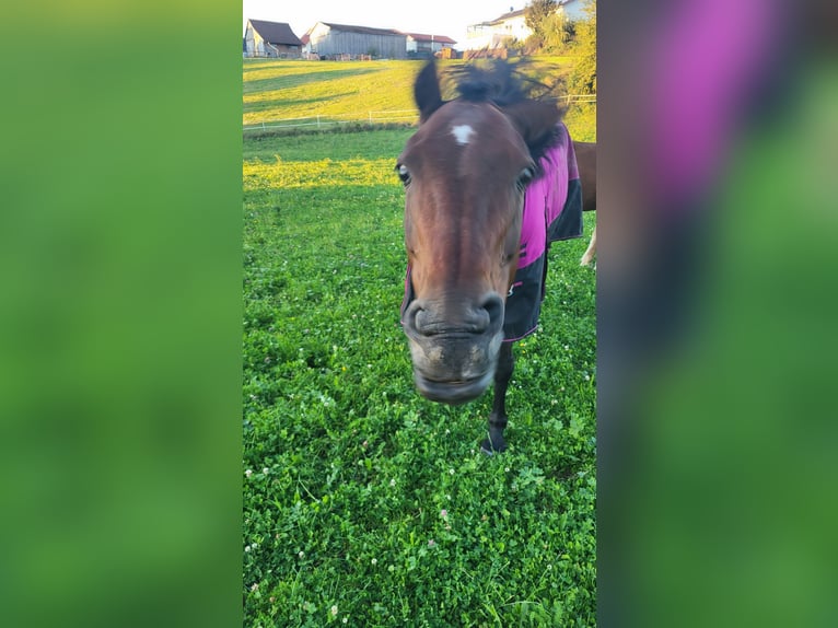 KWPN Merrie 20 Jaar 156 cm Bruin in Obersch&#xF6;negg